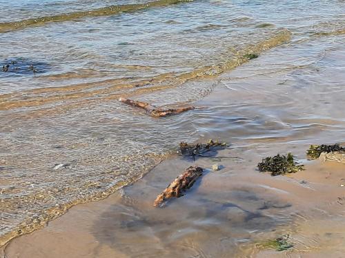 a group of animals in the water on a beach at Über den Dächern von Flensburg Mürwiker Strasse 187 in Flensburg