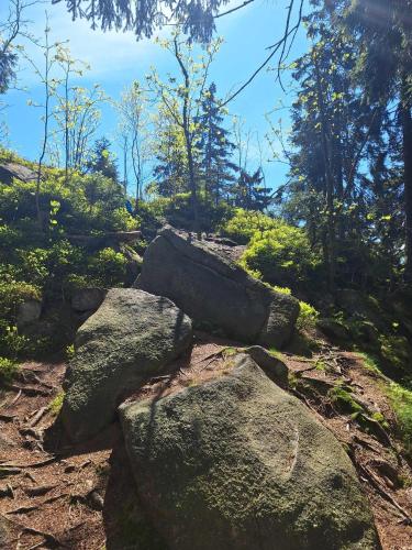 a group of rocks on a trail in a forest at Dvouložnicový apartmán Sluníčko in Zásada