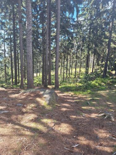 a wooded area with a lot of trees and a rock at Dvouložnicový apartmán Sluníčko in Zásada