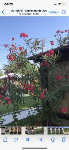a screenshot of a picture of a plant with pink flowers at Vila Rianna in Dunavăţu de Jos