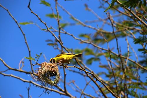 a yellow bird sitting on a nest in a tree at Tranquillity Day Spa & Lodge in Baviaanspoort