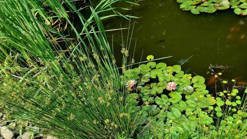 staw z zielonymi roślinami i kwiatami w wodzie w obiekcie Zakątek u Poety Dąbrówka w mieście Jasło