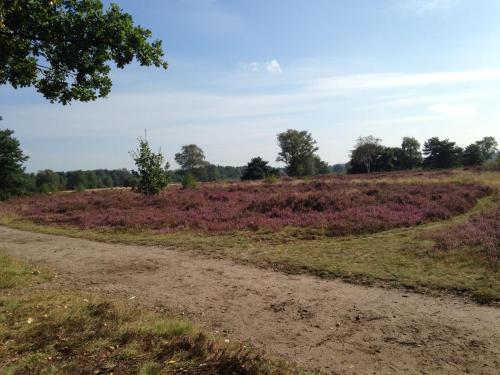 a dirt road in the middle of a field at Huisje De Deining in Ermelo