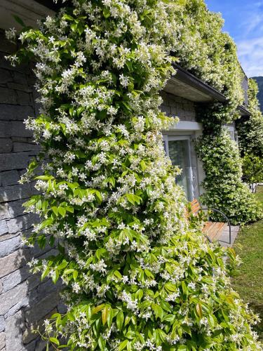 a tree with white flowers on the side of a house at Comacina Villa in Como