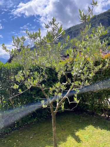 a small tree in front of a fence at Comacina Villa in Como
