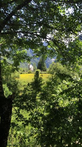 a field with a barn in the distance through trees at Bujtina Pllumi Theth in Theth