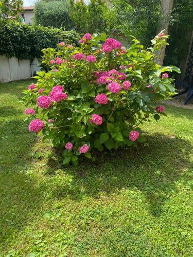 a bush of pink flowers in a yard at A casa di Vanna in San Donà di Piave