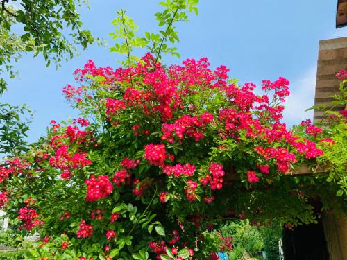 a bunch of pink flowers in a hanging basket at Ferienwohnung Juttchen in Roßleben