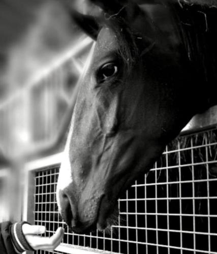 a horse is sticking its head over a fence at B&B Haras de la Cour Fleury in Saint-Michel-de-Livet