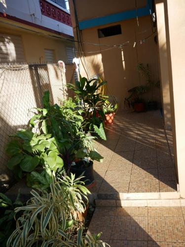 a group of plants sitting outside of a building at Brisas de Borinquen in Aguadilla