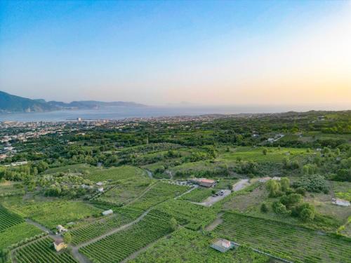 an aerial view of a vineyard and the water at Vesuvio Inn Bed & Wine Experience in Boscotrecase