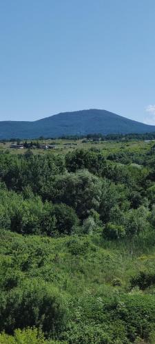 a lush green field with trees in the distance at Family Hotel Mimosa in Tsarevo