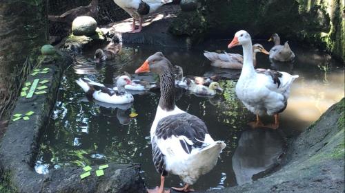 キャンプ場の敷地内または近くにいる動物
