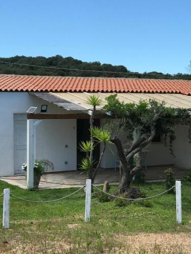 a house with a tree in front of it at La fragola in Campagna 6 k m da San pantaleo in San Pantaleo