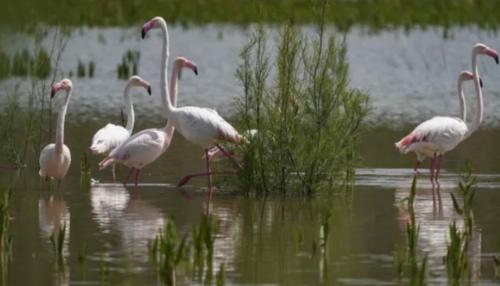 Gallery image of Taray Flamingo Beach in La Manga del Mar Menor