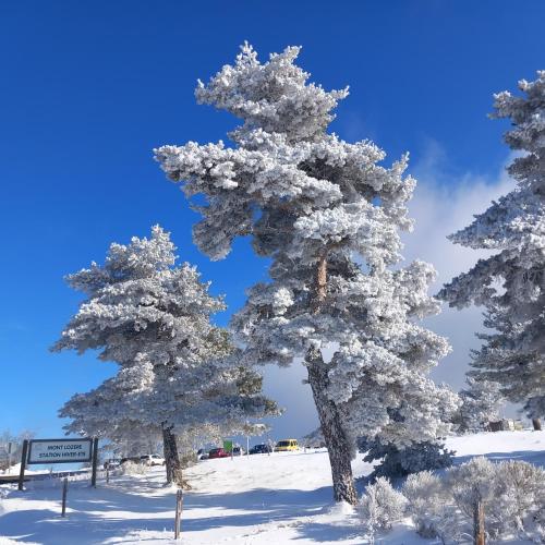 a group of snow covered trees in the snow at MONTLO RELAIS DES CERFS in Mas-dʼOrcières