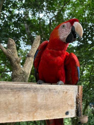 a red parrot sitting on top of a sign at Cabaña Magui. in Aguas Zarcas