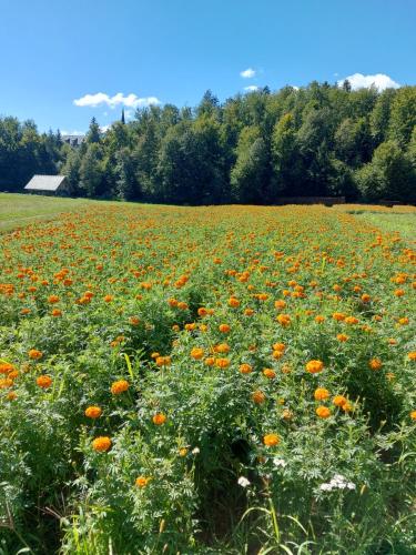 a field full of orange flowers in a field at Apartma Markelj in Radovljica