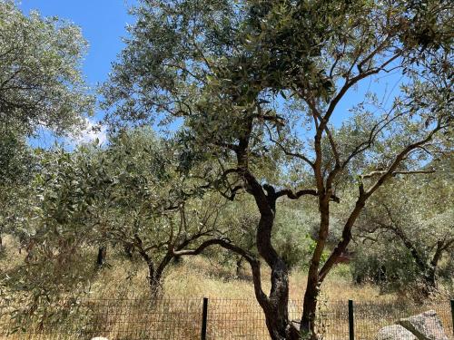 a group of trees in a field next to a fence at Casa Teresi Thassos in Prinos
