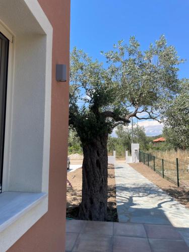 a building with a tree next to a sidewalk at Casa Teresi Thassos in Prinos