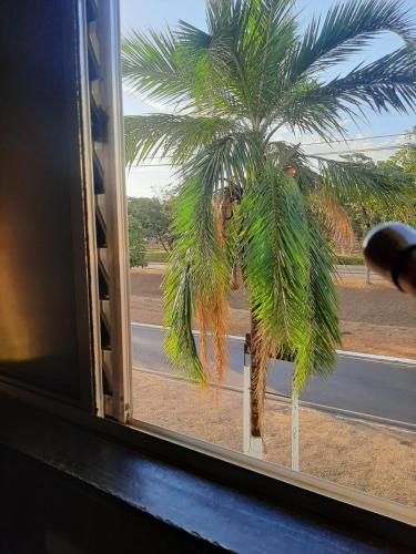 a palm tree is seen through a window at Hotel conveniente in Jaboticabal