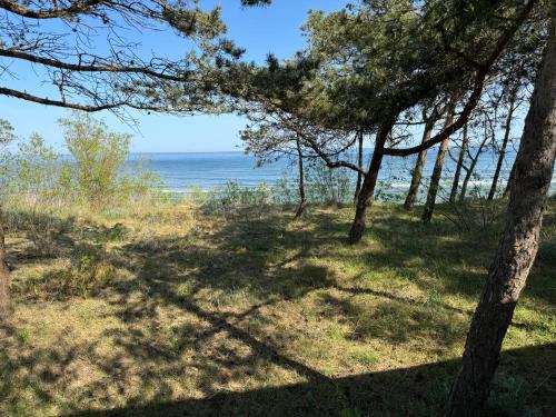 a view of the ocean from a beach with trees at Apartamenty i Domki WyDmy Międzywodzie in Międzywodzie