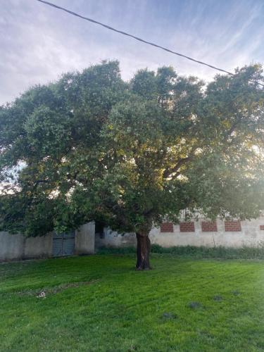 a tree in the middle of a green field at Il Vecchio Casale B&B in Sedini