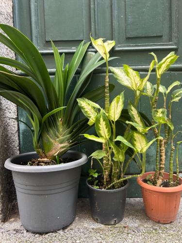 three plants in pots in front of a door at the green nest in Olginate
