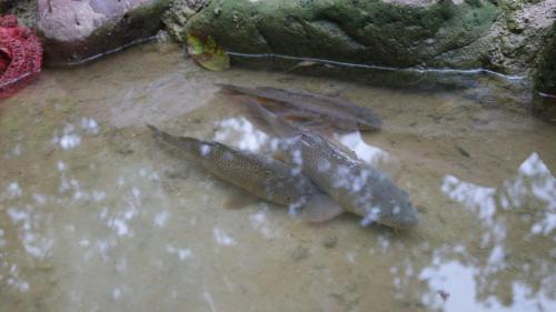 a group of fish sitting in the water at Etno kuca MALAJAC in Bigrenica