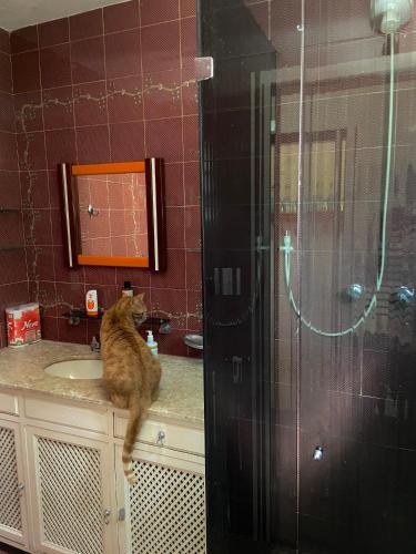 a cat sitting on a sink in a bathroom at Chalé aconchegante em Mury in Nova Friburgo