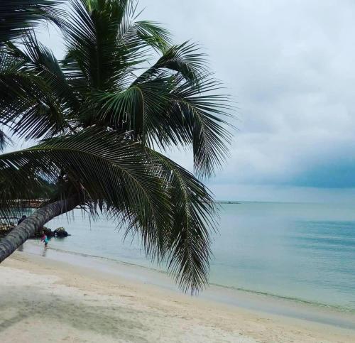 a palm tree sitting on a beach next to the ocean at Apartamento de descanso Om Shanti Om in Coveñas