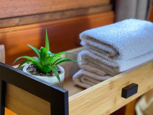 a plant sitting on a table next to a towel at River house Velero in Ulcinj