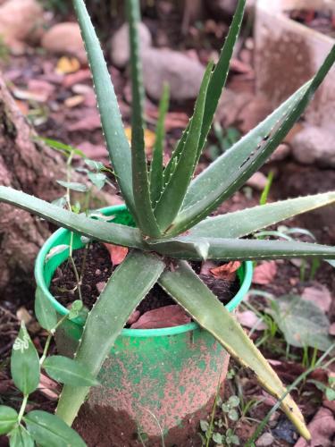 a green plant in a green pot on the ground at Apartamentos Equipados DMR #3 in Uvita