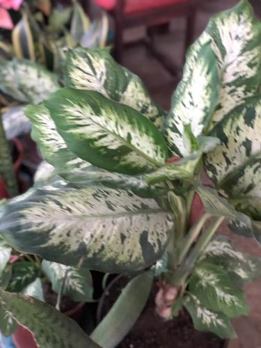 a close up of a plant with green leaves at Apartamentos Equipados DMR #3 in Uvita