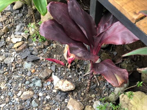 a purple leafed plant on the ground at Apartamentos Equipados DMR #3 in Uvita