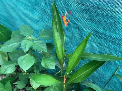 a plant with green leaves next to a fence at Apartamentos Equipados DMR #3 in Uvita