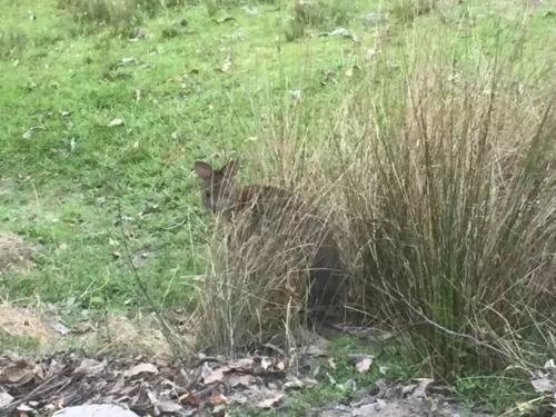 a cat sitting in the grass in a field at The Cabin Barrington Tops Your Eco Place in Nature in Chichester