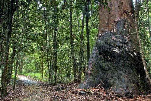 a large tree in the middle of a forest at The Cabin Barrington Tops Your Eco Place in Nature in Chichester