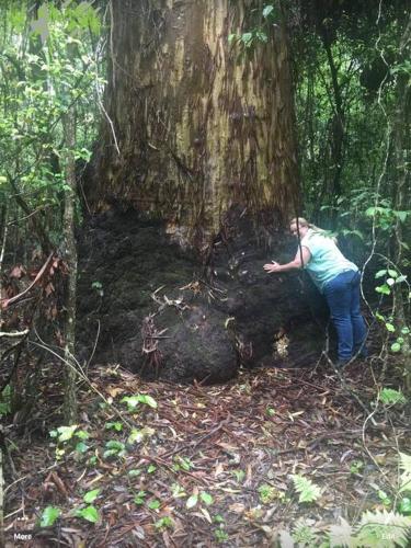 a man standing next to a tree in the woods at The Cabin Barrington Tops Your Eco Place in Nature in Chichester