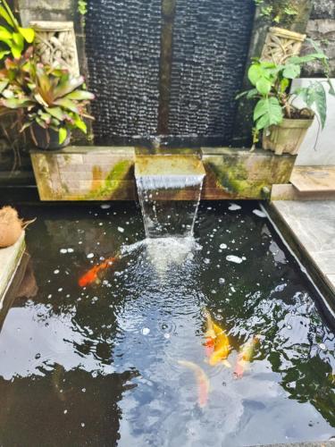 a koi pond with a fountain in a garden at Villa SARY AKAR in Payangan