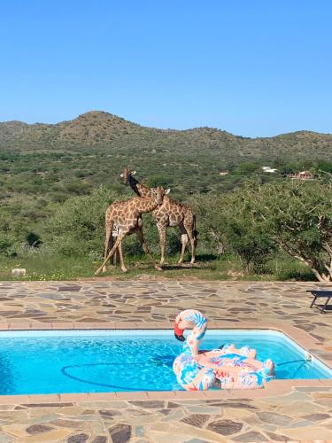 two giraffes standing next to a swimming pool at Windhoek Game Camp in Lafrenz Township