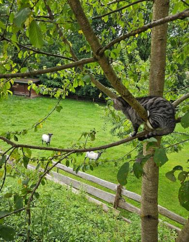 Jardín al aire libre en Souterrainwohnung im Grünen