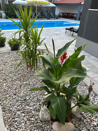 a couple of plants sitting next to a pool at Villa Erwin with heated pool in Imotski
