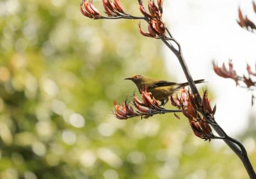 a small bird perched on a flower branch at Tranquility Tiny House by Tiny Away in Owaka