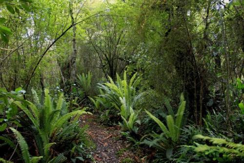 a path in a forest with plants and trees at Tranquility Tiny House by Tiny Away in Owaka