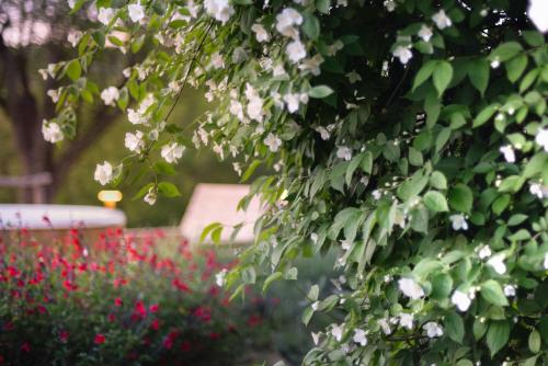 a tree with white flowers in a garden at La Vittoria 10 – La Soglia della Val d’Orcia in Chianciano Terme