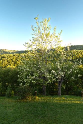 a tree in the middle of a green field at La Vittoria 10 – La Soglia della Val d’Orcia in Chianciano Terme