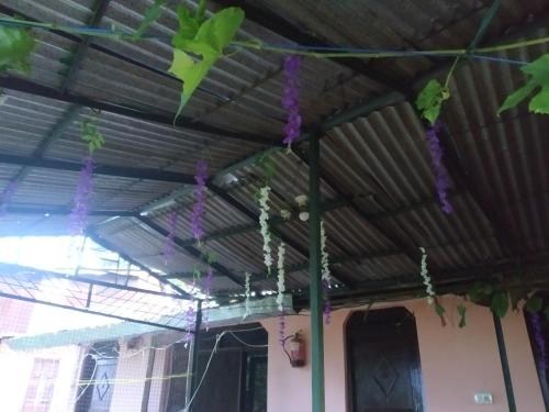 awning of a house with purple flowers hanging from it at Neelkanth homestay in Kausani