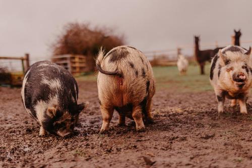 three pigs standing in the mud in a field at The Mini Stylish Getaway in Corsley