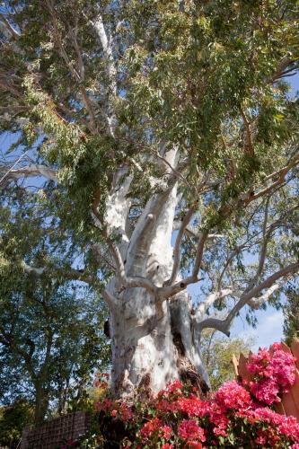 a large tree with pink flowers in front of it at The Queen Of Calitzdorp in Calitzdorp